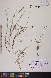 Carex rariflora image