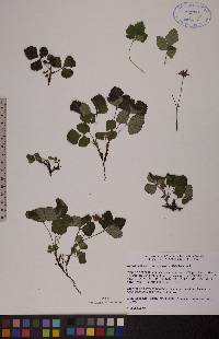 Rubus arcticus subsp. acaulis image