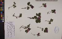 Rubus arcticus image