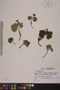 Rubus chamaemorus image