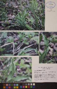 Cypripedium arietinum image