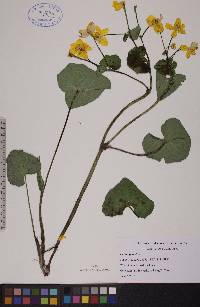 Caltha palustris image