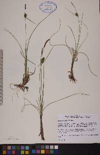 Carex rotundata image