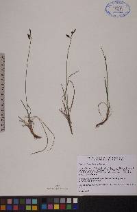 Carex rariflora image