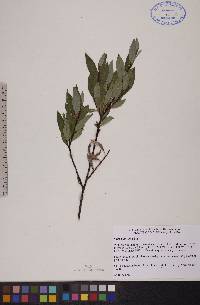 Salix planifolia image