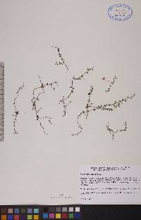 Vaccinium oxycoccos image