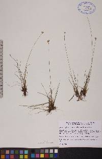 Juncus albescens image