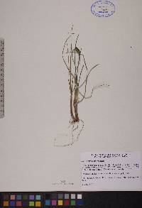 Carex rotundata image