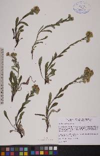 Solidago multiradiata image