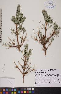 Picea glauca image