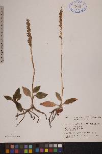 Goodyera repens image