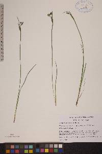 Sisyrinchium montanum image