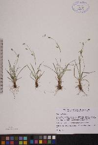 Carex capillaris image