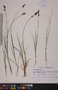 Carex adelostoma image