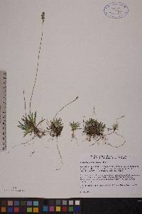 Tofieldia pusilla image