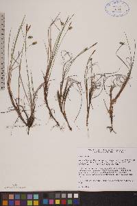 Carex limosa image