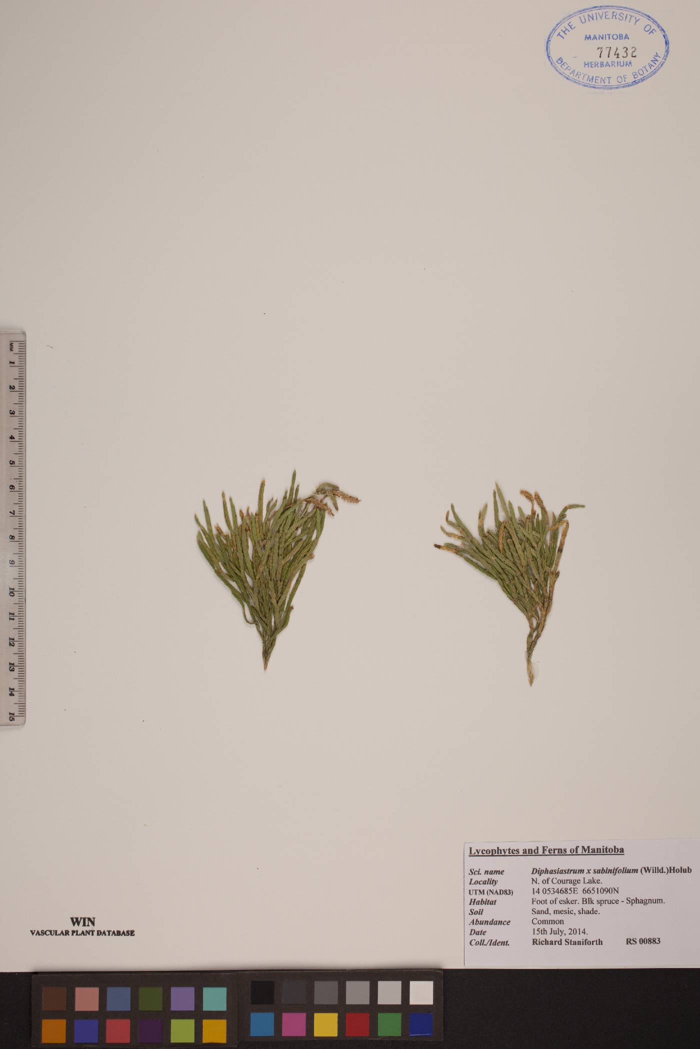 Lycopodium sabinifolium image