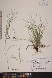 Carex disperma image