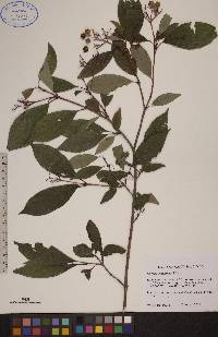 Cornus sericea subsp. sericea image