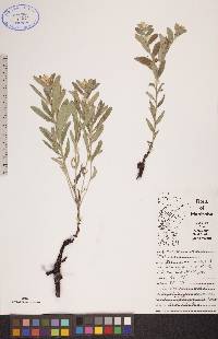 Lithospermum canescens image