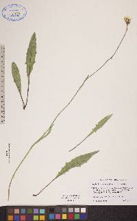 Crepis runcinata image