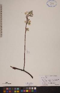 Prunus pumila image