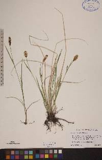 Carex tetanica image