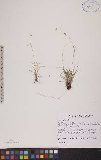 Carex capillaris image