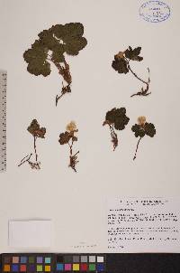 Rubus chamaemorus image