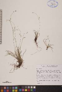 Carex capillaris image