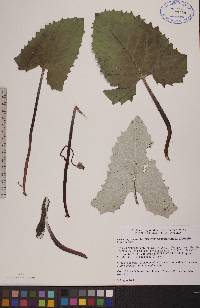 Petasites frigidus image