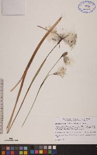 Eriophorum angustifolium subsp. angustifolium image