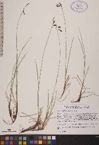 Carex rariflora image