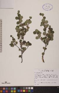 Betula glandulosa image