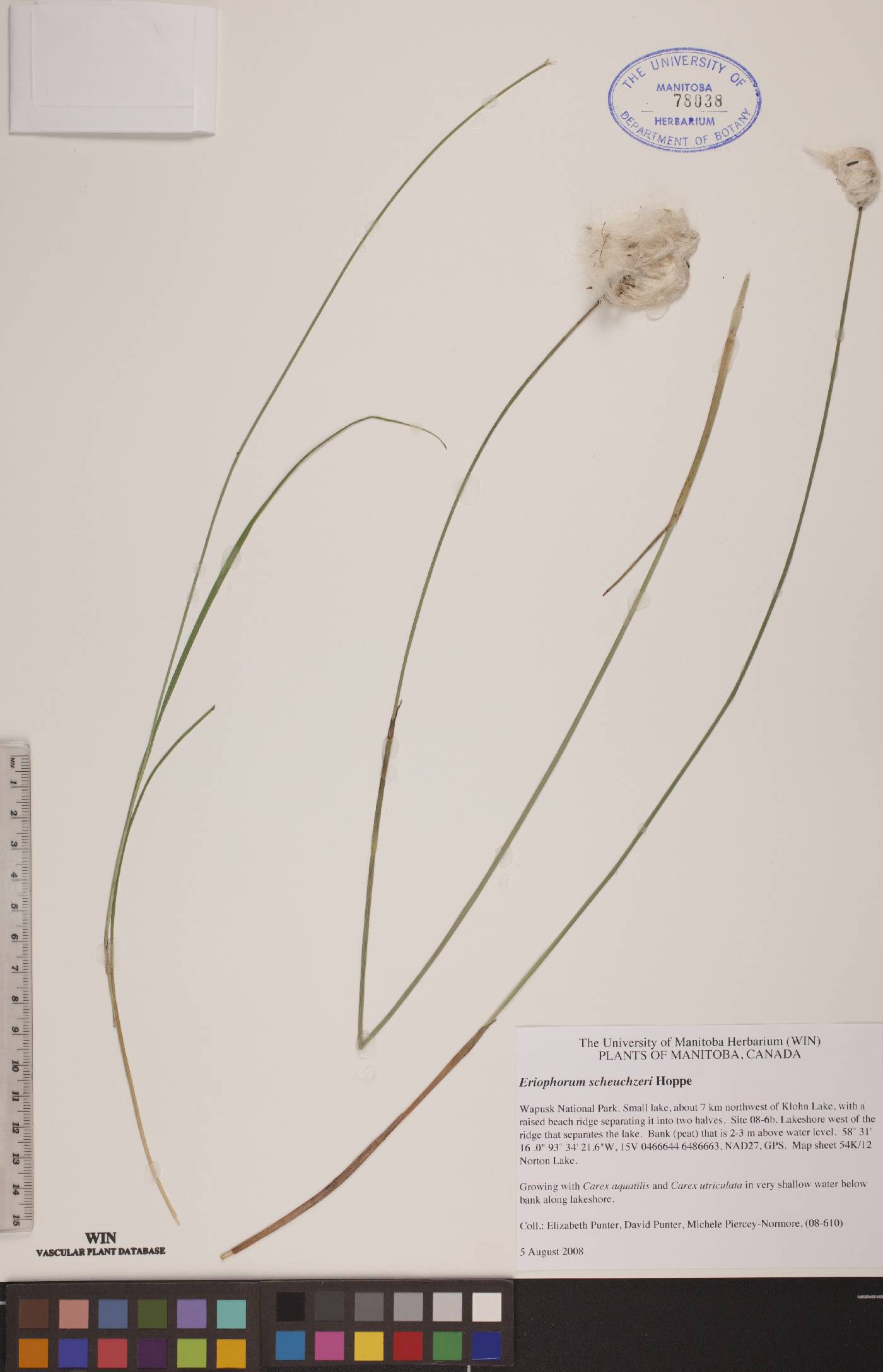 Eriophorum scheuchzeri image