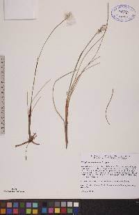 Eriophorum scheuchzeri image