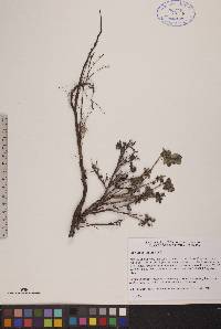 Vaccinium uliginosum image