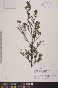 Betula glandulosa image