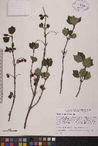 Viburnum edule image