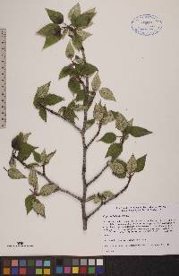 Populus balsamifera image