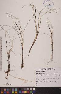 Carex rotundata image