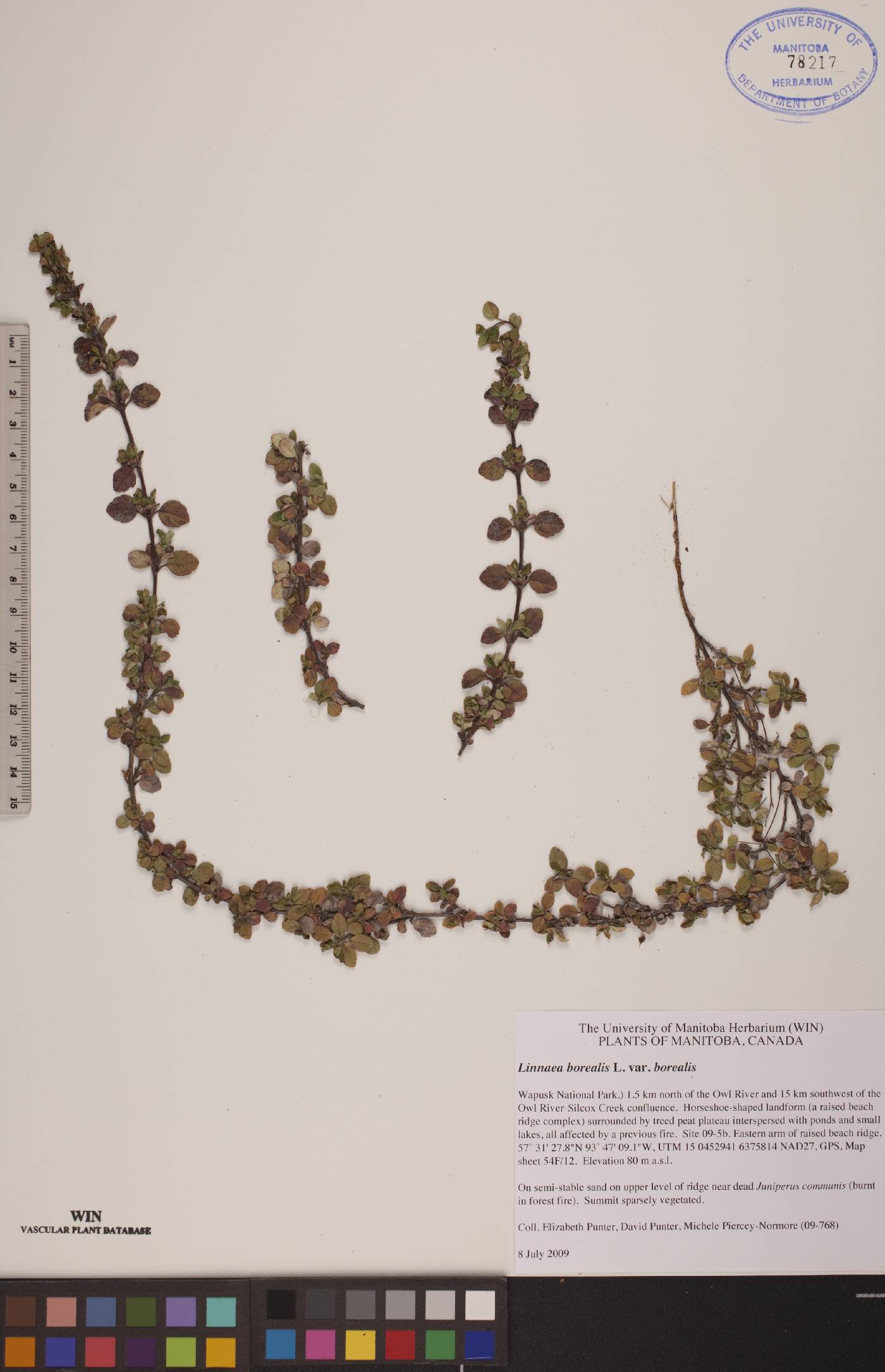 Linnaea borealis var. borealis image