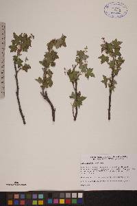 Ribes glandulosum image