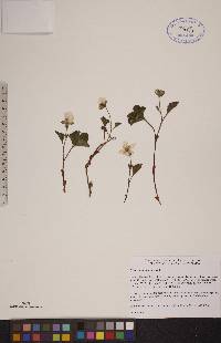 Rubus chamaemorus image