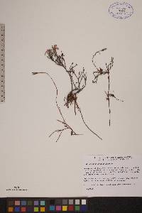 Andromeda polifolia image