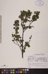 Betula glandulosa image