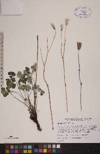 Aquilegia brevistyla image