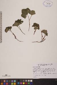 Rubus chamaemorus image