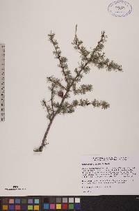 Larix laricina image