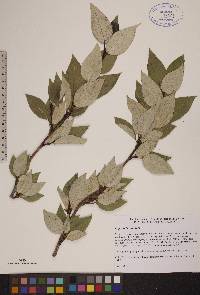 Populus balsamifera image